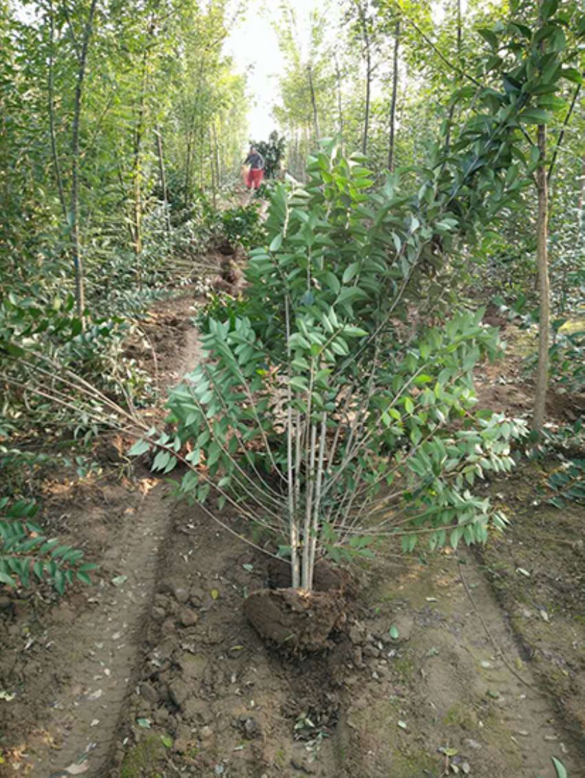 點擊查看詳細信息<br>標題：叢生女貞 閱讀次數(shù)：3439